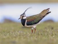 Shutterstock_2086694677_lapwing_ķivīte.jpg