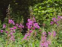 Shutterstock_2497117583_chamaenerion angustifolium_šaurlapu ugunspuķe.jpg