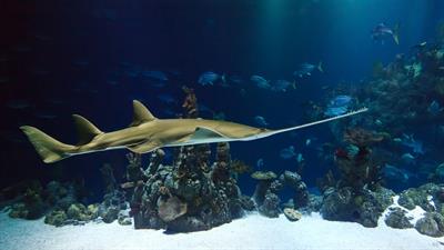 sawfish pix.jpg