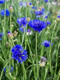 Shutterstock_359082356_cornflowers_rudzupuķes.jpg