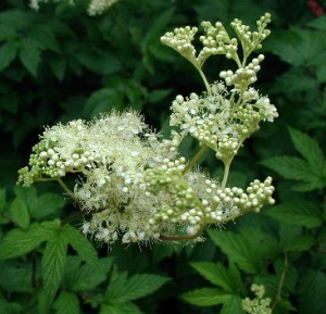 Filipendula-ulmaria.png