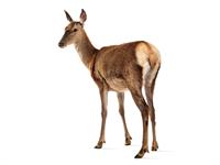 Shutterstock_2187371381_deer female_briežu mātīte.jpg