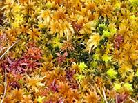 Shutterstock_127050416_sphagnum_sfagni.jpg