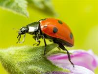 Shutterstock_392308975_ladybug_bizmārīte.jpg
