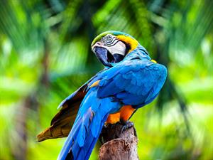 Shutterstock_1926242981_parrot_papagailis.jpg