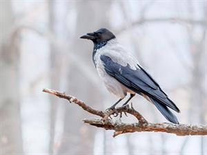 shutterstock_2071366631_crow_vārna.jpg