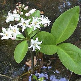 menyanthes-trifoliata-2.png