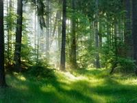 Shutterstock_573686731_forest_mežs.jpg