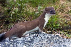 weasel pix.jpg