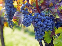 Shutterstock_2250568527_grapes_vīnogas.jpg