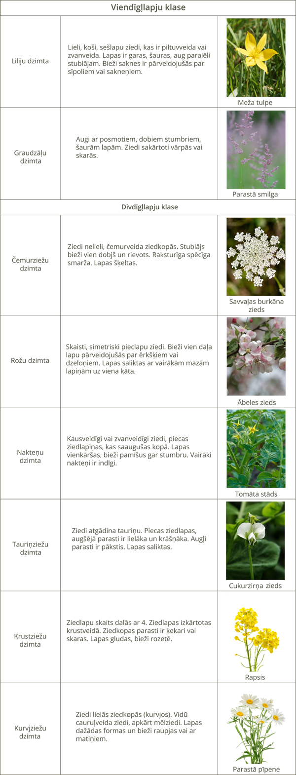 YCUZD_241206_6873_Augu_sistem_12.png