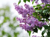 shutterstock_2415923715_lilac_ceriņi.jpg