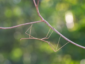 shutterstock_2028286520_insect camouflage_nomaskējies kukainis.jpg