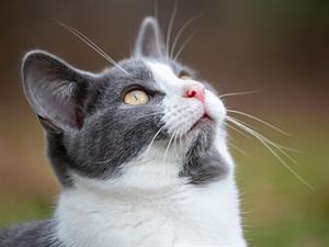 shutterstock_2564618265_cat_kaķis.jpg