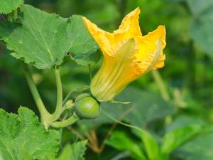 Shutterstock_2186910685_pumpkin flower_ķirbja zieds.jpg