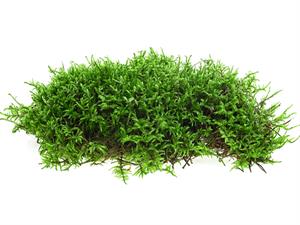 Shutterstock_2404576611_moss_sūnas.jpg