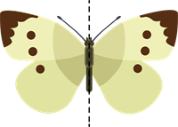 Taurenis_1.png