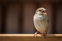 sparrow-5394883_1280.jpg