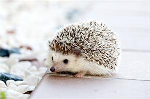 hedgehog-pix.jpg