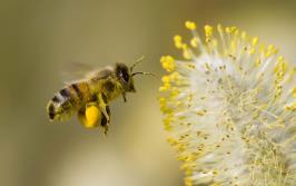 Wonderful-Flower-Bee-Wallpaper.jpg