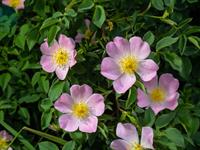 Shutterstock_2165532813_dog rose_suņu roze.jpg