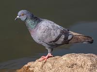 shutterstock_2487199053_pigeon_balodis.jpg