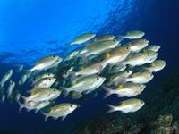 Shutterstock_556420432_fish_zivis.jpg