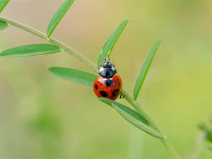 shutterstock_2452115215_ladybug_bizmārīte.jpg