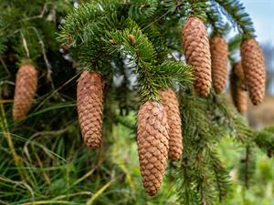 shutterstock_2542669465_fir tree cones_egles čiekuri.jpg