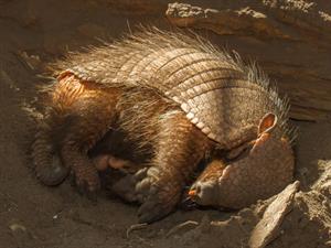 Shutterstock_133707047_armadillo_bruņnesis.jpg