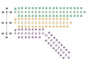 Shutterstock_1947801874_triglyceride structure_triglicerīdu struktūra.jpg