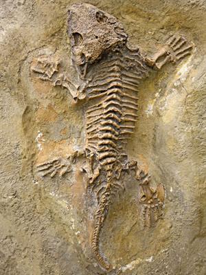 Shutterstock_473602999_reptile fossil_reptīlījas fosīlijas.jpg
