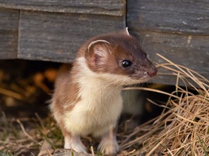 shutterstock_2250786345_weasel_cauna.jpg