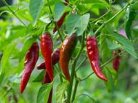 Shutterstock_1809533902_chilli peppers_čili pipari.jpg