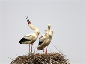 Shutterstock_516066883_stork_stārķis.jpg