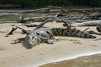saltwater-crocodile-4124181_1280.jpg