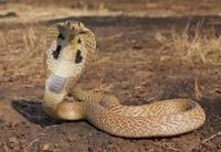 animal4.jpg