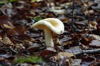 mushrooms-4561326_1920_gruzd.jpg