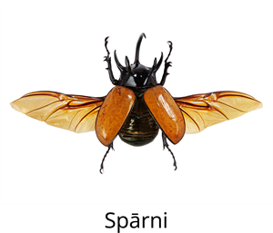 YCUZD_250805_7501_spārni.png