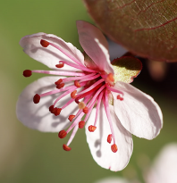 AppleFlower.png