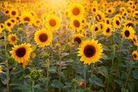 sunflower-3550693_640.jpg