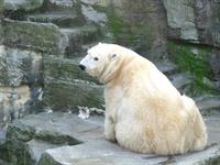 icebear-213631_1280.jpg
