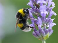 Shutterstock_2512132577_bumblebee_kamene.jpg