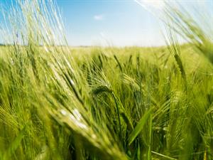 Shutterstock_2312008469_rye_rudzi.jpg