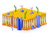 shutterstock_386541865_cell membrane_šūnas membrāna.jpg