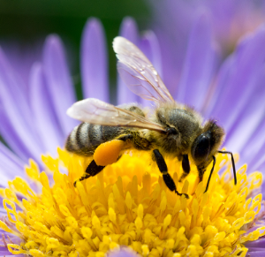 honeybee-flower1.png