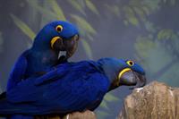 parrot blue.jpg