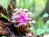 Shutterstock_2517841951_poisonous mushrooms_indīgas sēnes.jpg