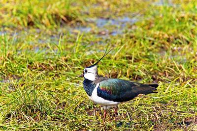 lapwing-pix.jpg