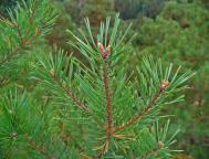 Pinus.JPG